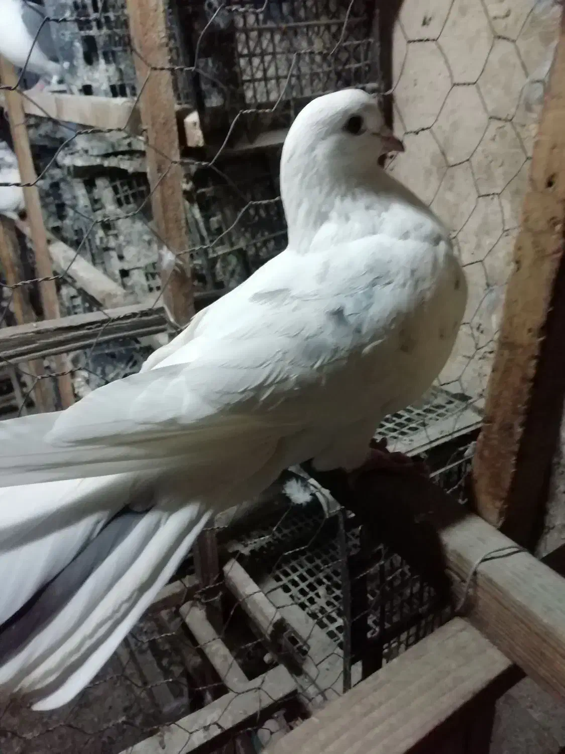 2100|پرنده|اندیشه, اندیشه فاز ۴|دیوار