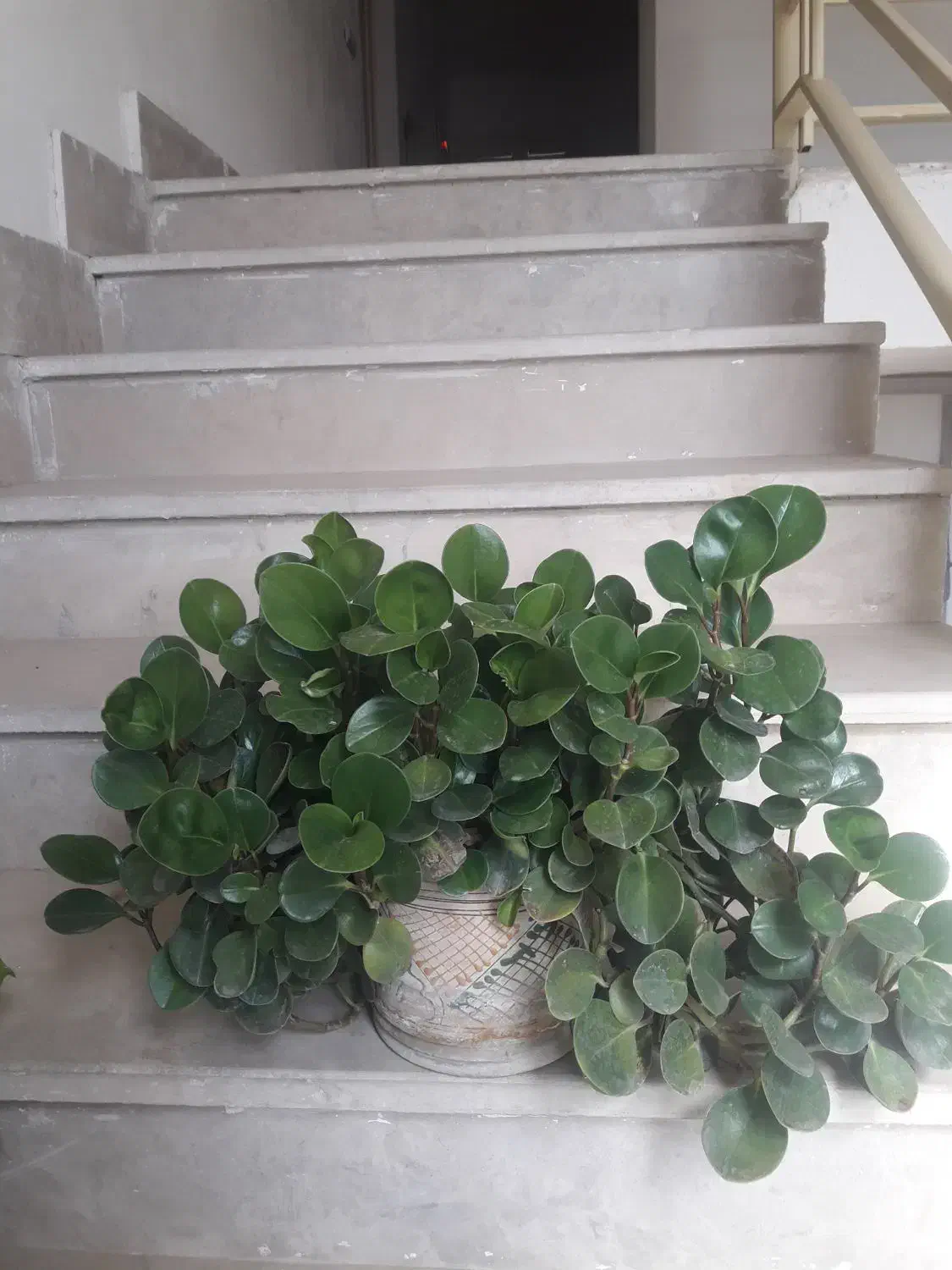 گل گیاه آپارتمانی|گل و گیاه طبیعی|پردیس, فاز ۳|دیوار