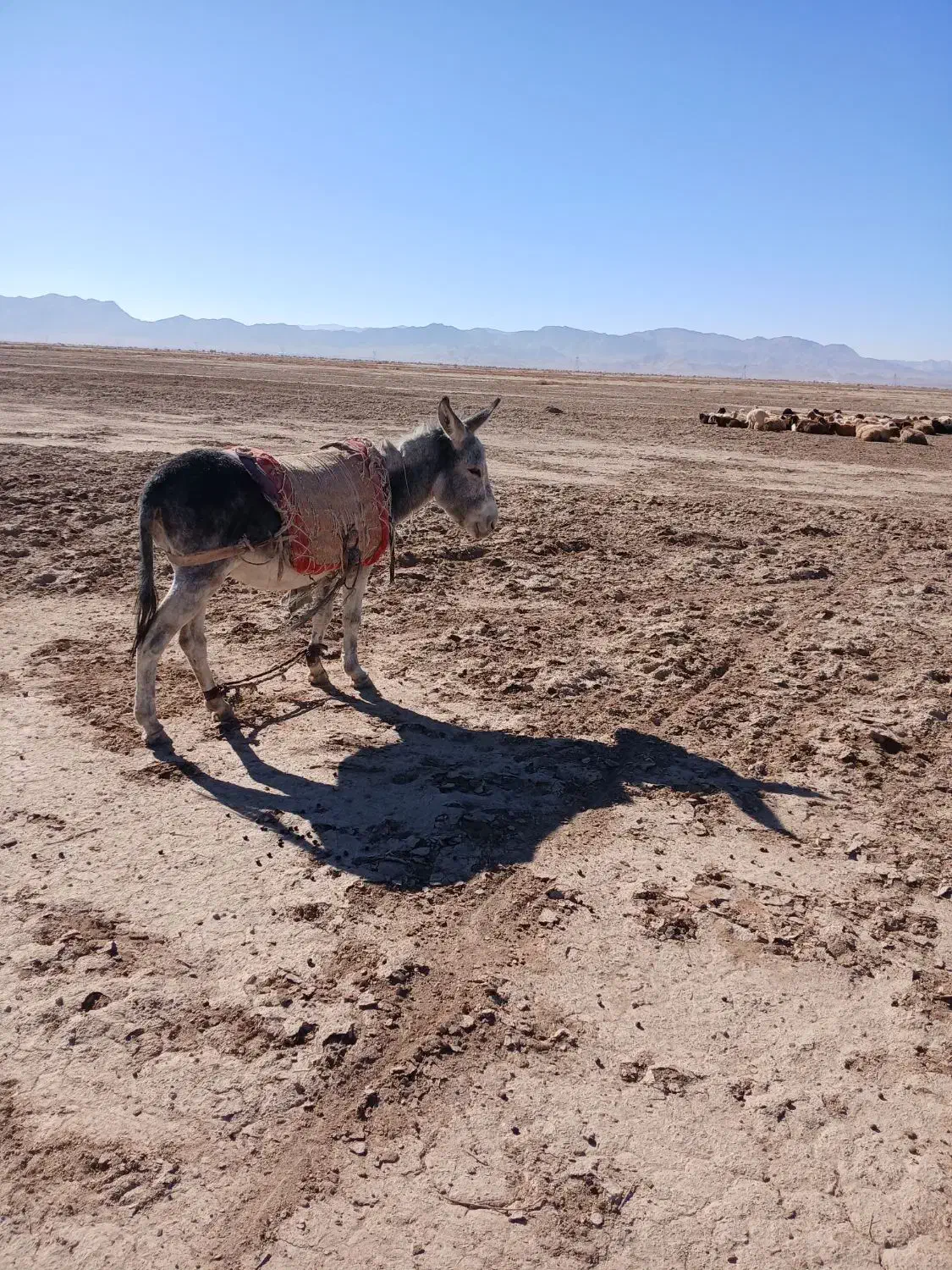 الاغ جوان گله ای|حیوانات مزرعه|نیمبلوک, |دیوار