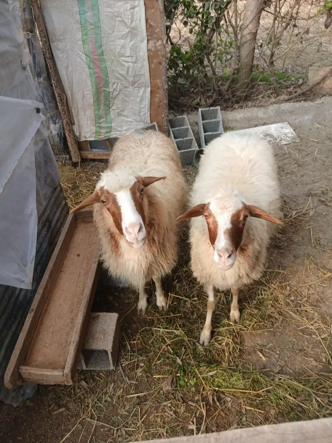 گوسفنده شکم دار|حیوانات مزرعه|رودسر, |دیوار