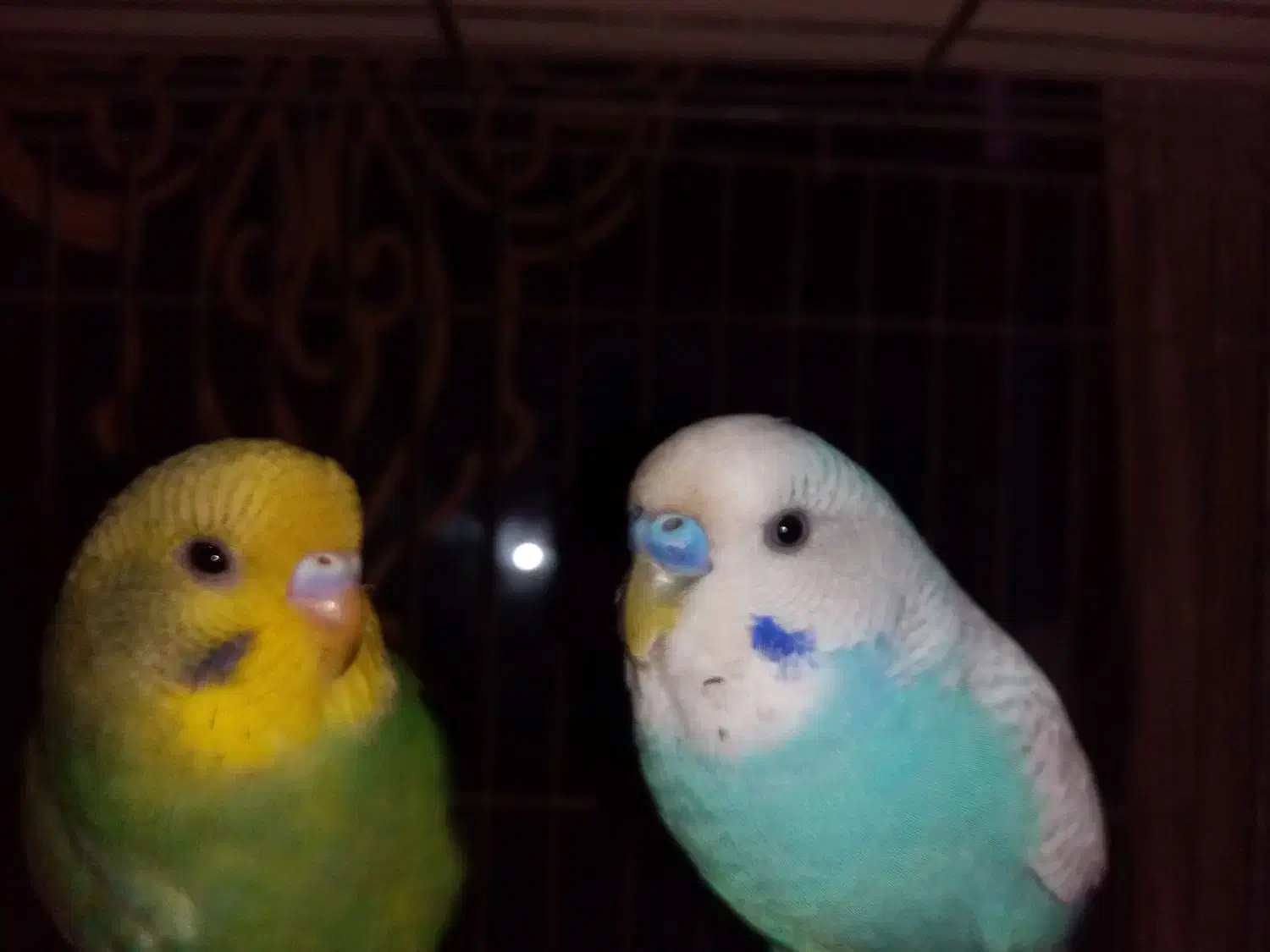 معاوضه مرغ عشق باطوطی|پرنده|بندرعباس, |دیوار