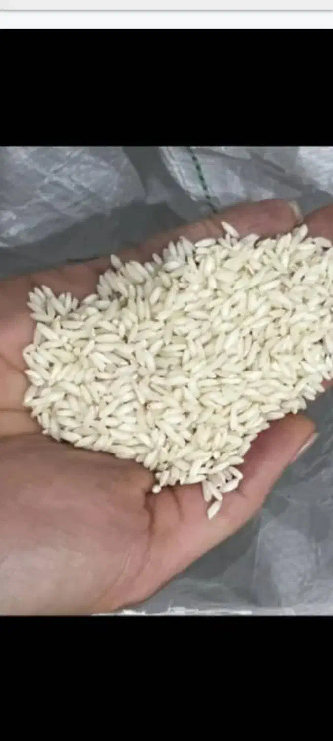 برنج ایرانی عنبربو وچمپا و کامفیروز تکی و عمده|خوردنی و آشامیدنی|بندر گناوه, |دیوار