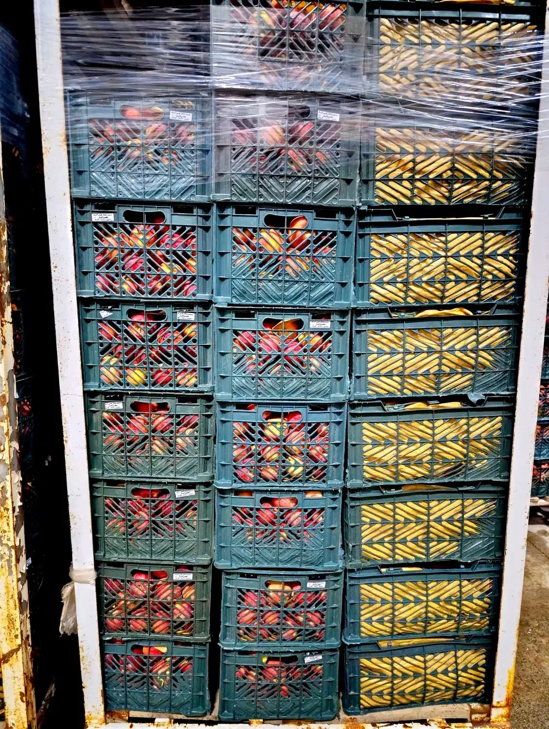 سیب درختی|خوردنی و آشامیدنی|شاهین‌شهر, برخوار غرب|دیوار