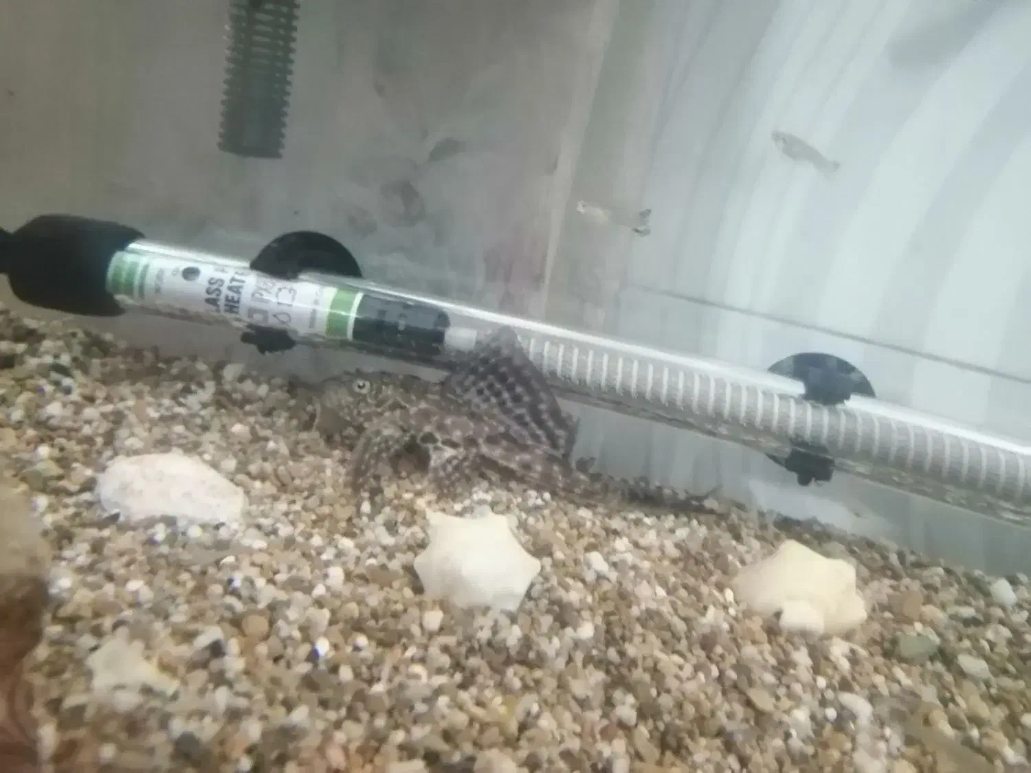 ماهی آکواریم لجن خوار|ماهی|قم, اسمعیل آباد|دیوار