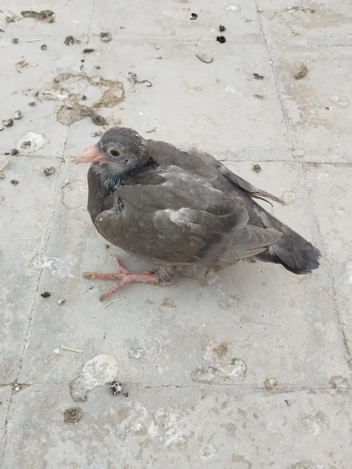 یه جفت جوجه درشت|پرنده|سبزوار, امیر کبیر|دیوار