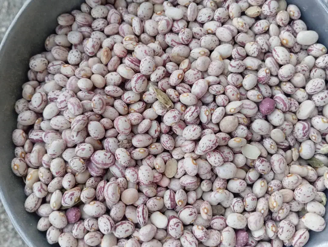 لوبیا چیتی صادراتی|عمده‌فروشی|رشت, بازار|دیوار