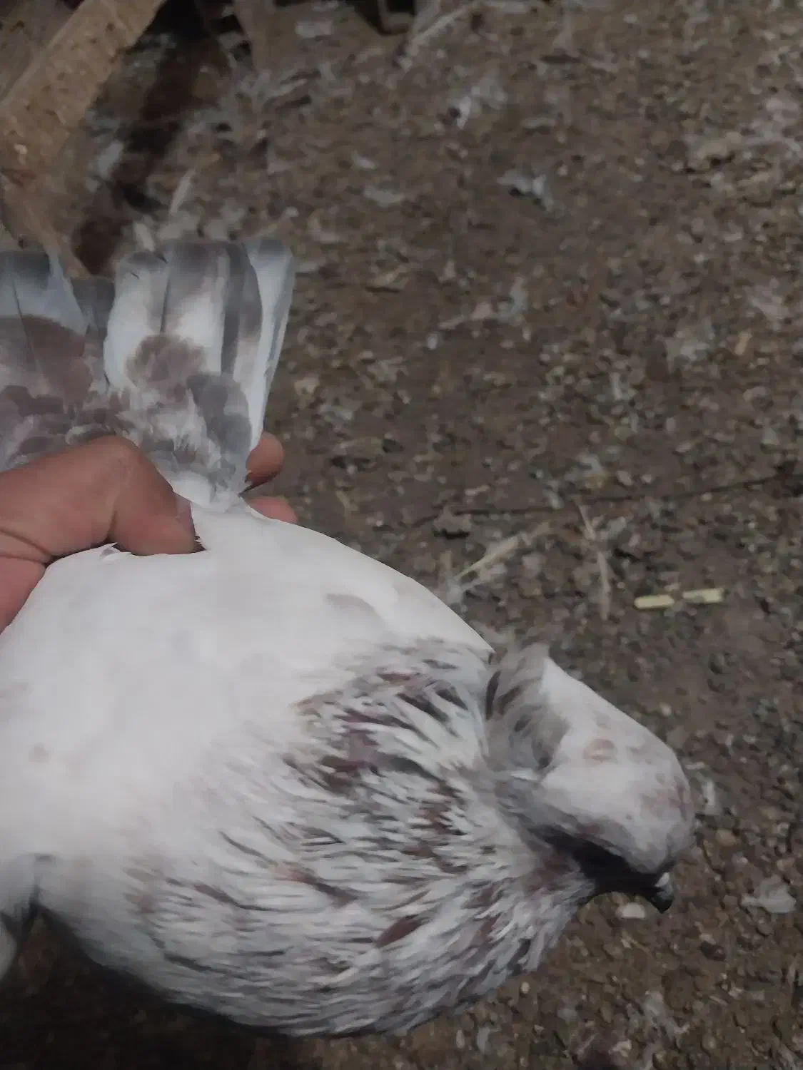 کبوتر|پرنده|قرچک, داوود آباد|دیوار