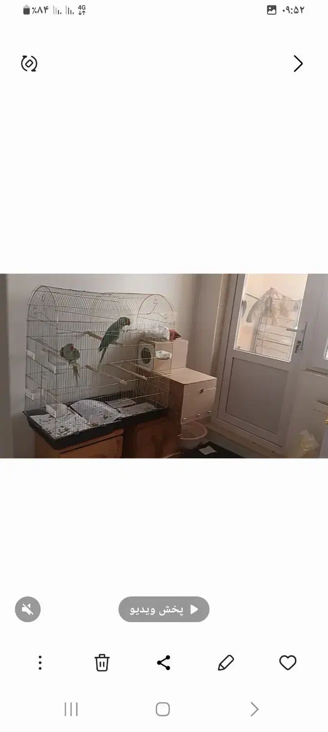 شاه طوطی سخنگو|پرنده|بستان آباد, |دیوار