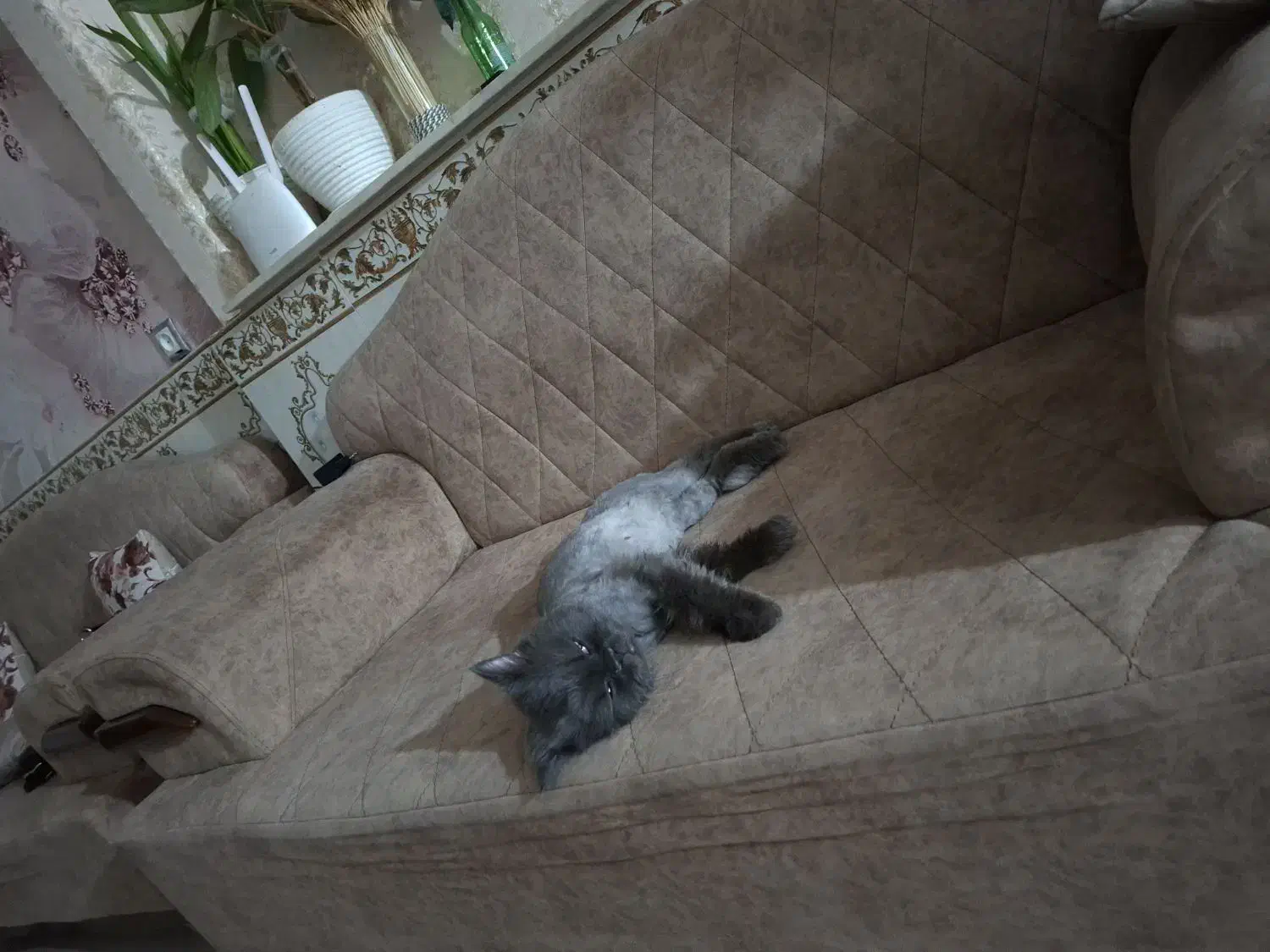 واگذاری گربه پرشین|گربه|کرمانشاه, |دیوار