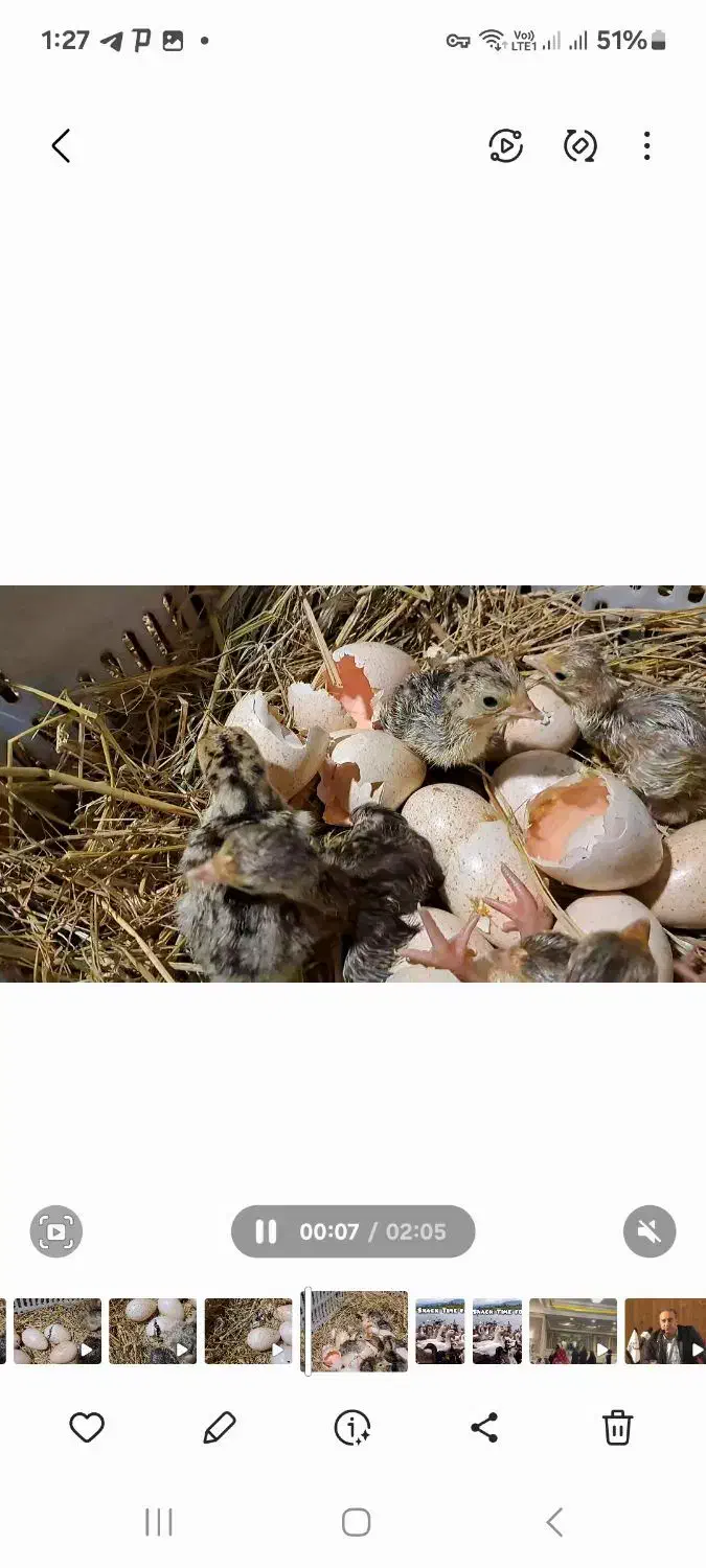 جوجه بوقلمون محلی سه روزه|حیوانات مزرعه|لنگرود, |دیوار