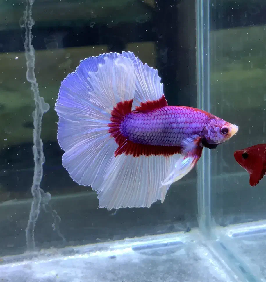 فایترباز (مرجع اصلی ماهی فایتر)تک و عمده|ماهی|تهران, بلورسازی|دیوار