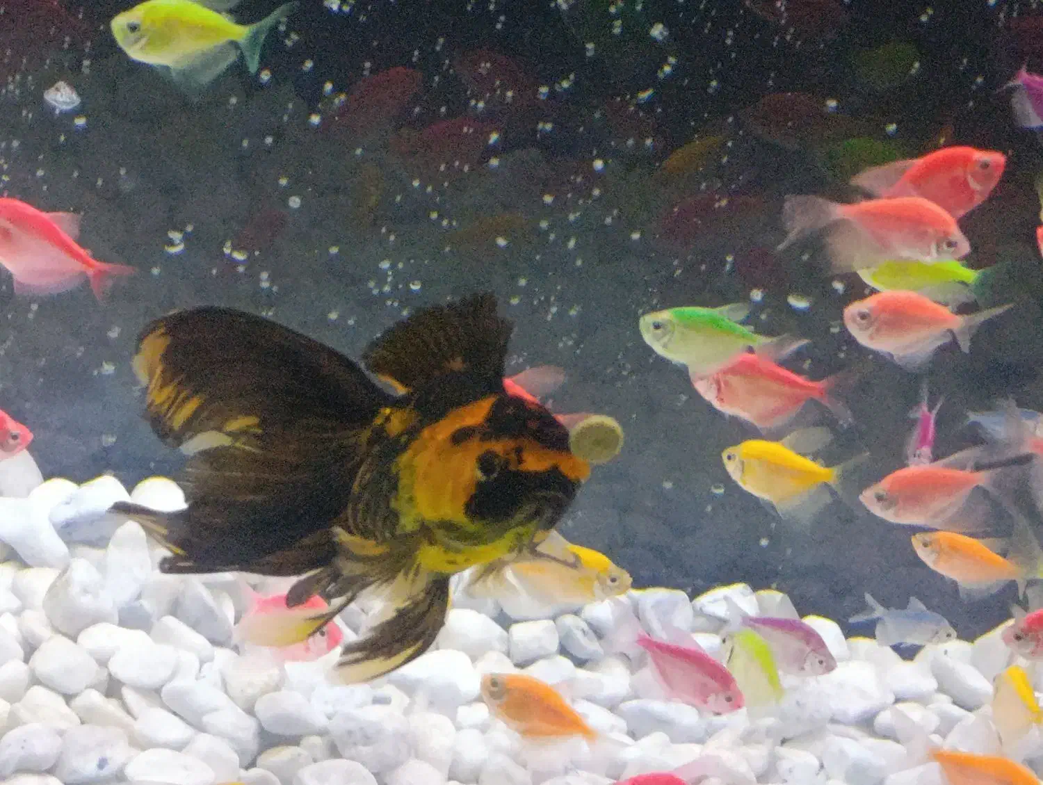 ماهی گلدفیش|ماهی|مبارکه, |دیوار