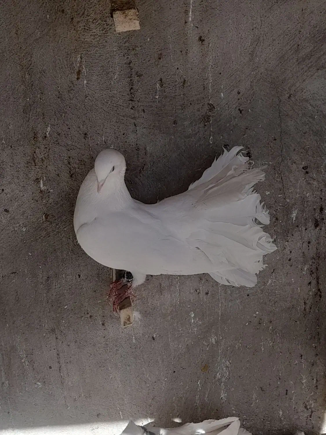 کبوتر سفید دم طاوسی|پرنده|کیار, |دیوار