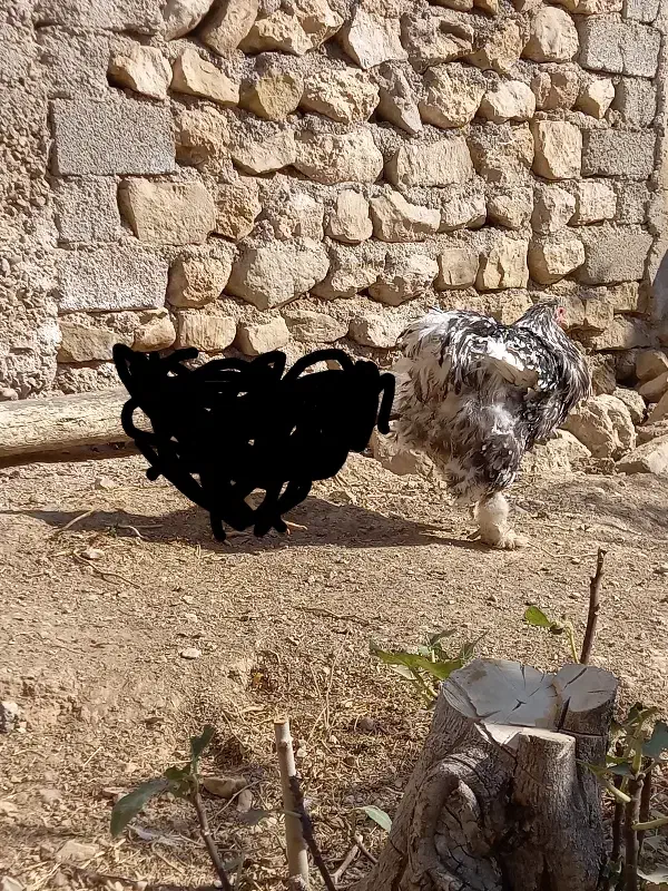 خروس برهما اصل|حیوانات مزرعه|ایوان, |دیوار