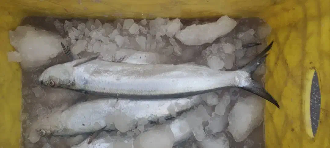 ماهی جنوب خرده عمده|ماهی|یزد, |دیوار