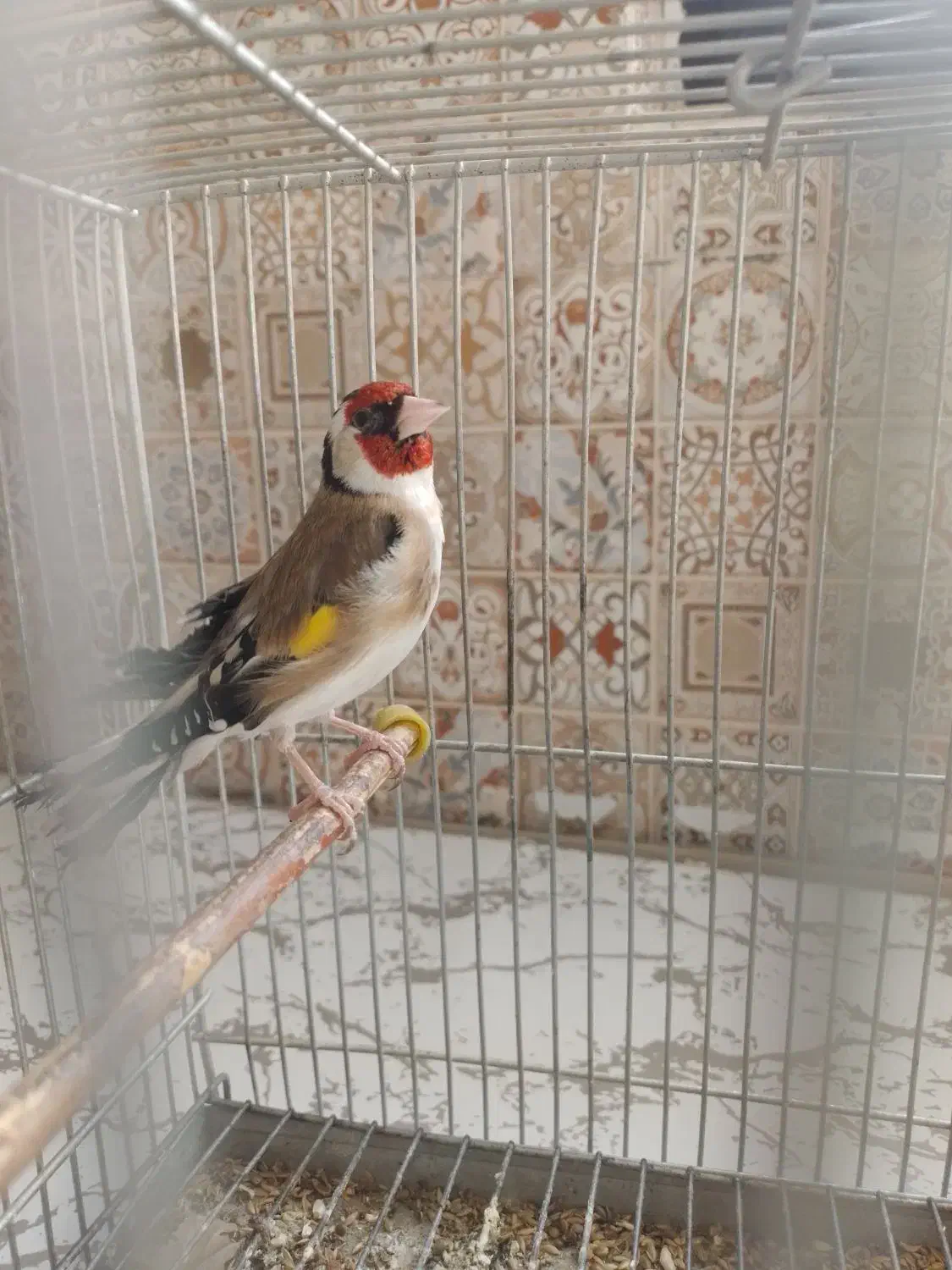 سهره گل قفل|پرنده|لاران, |دیوار