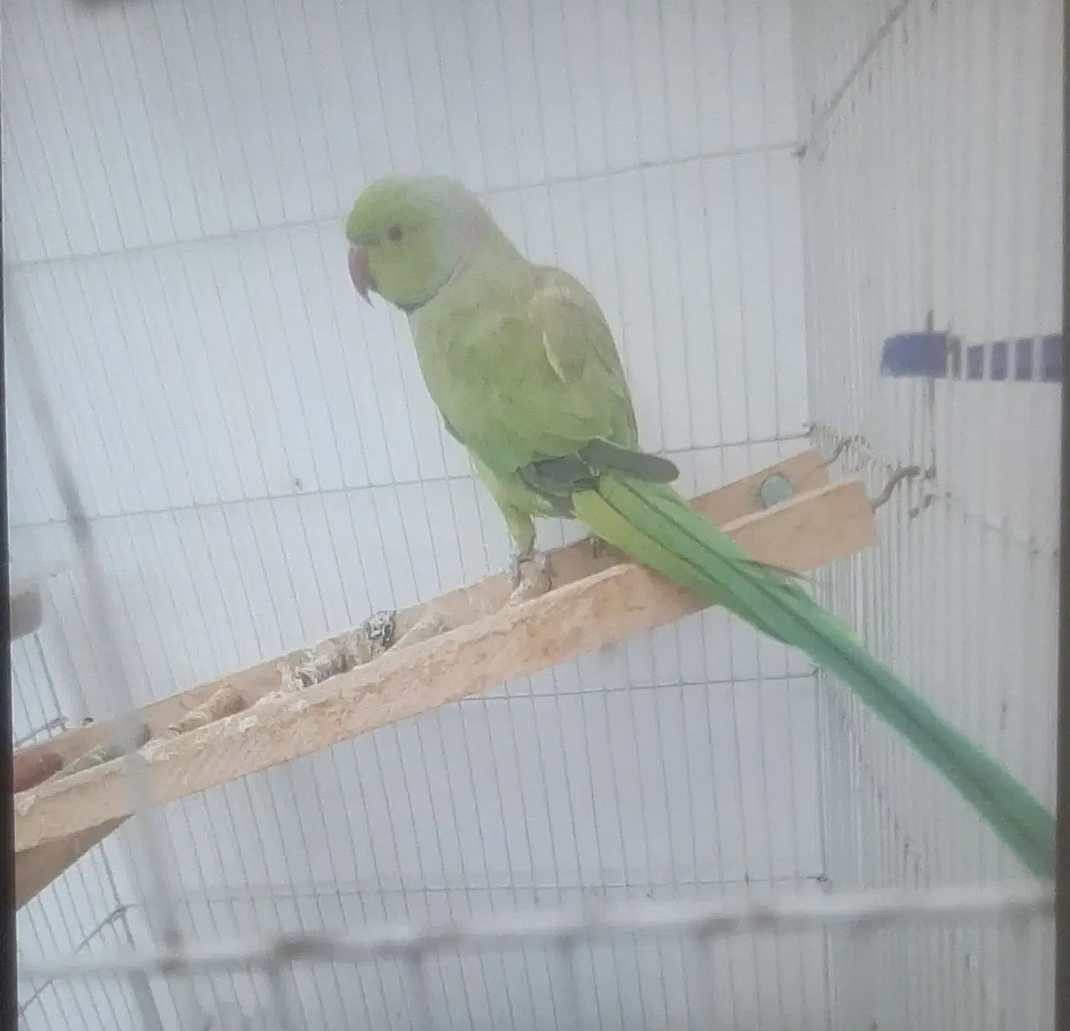 طوطی|پرنده|تایباد, |دیوار