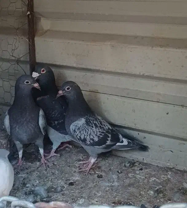 پولکی مگسی درست|پرنده|بیرجند, |دیوار