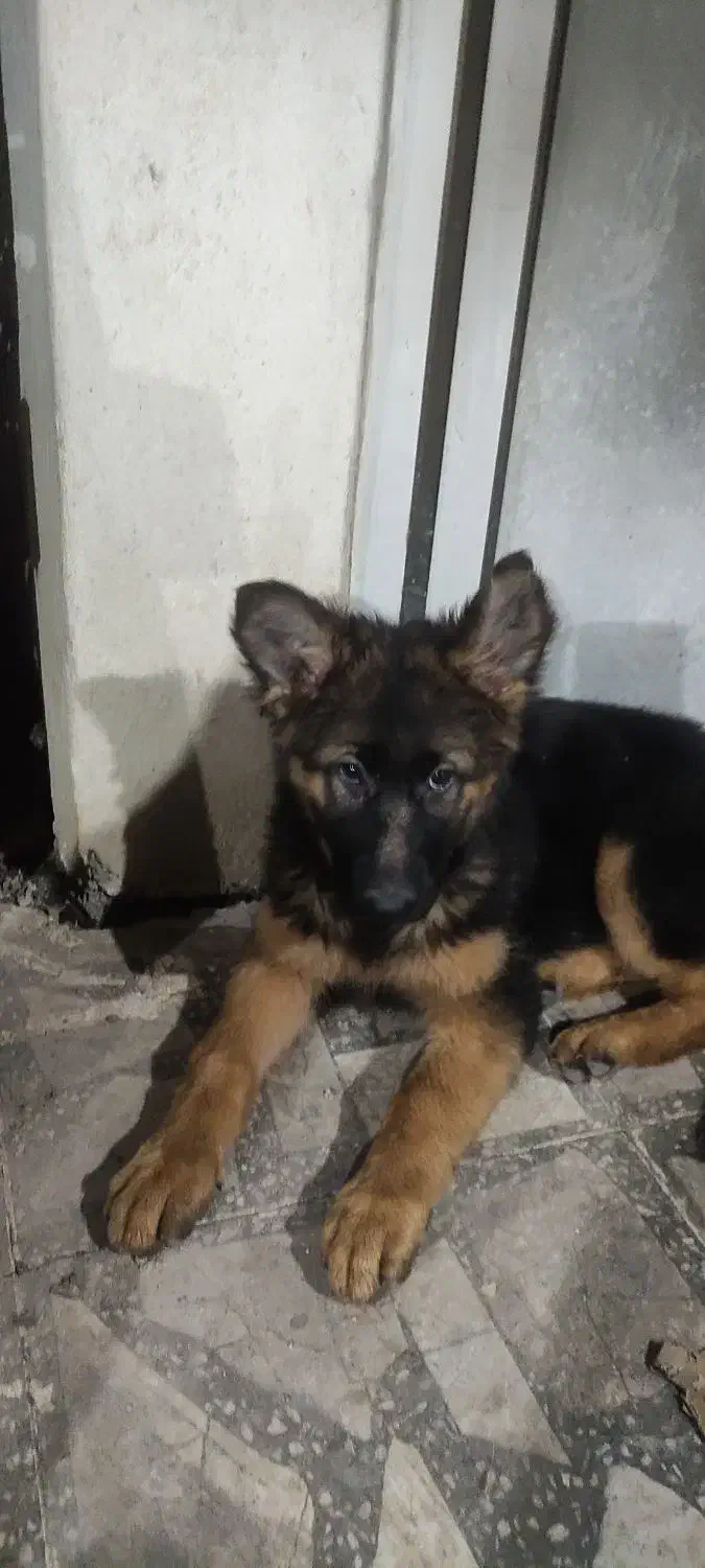 توله ژرمن شولاین|سگ|فومن, |دیوار