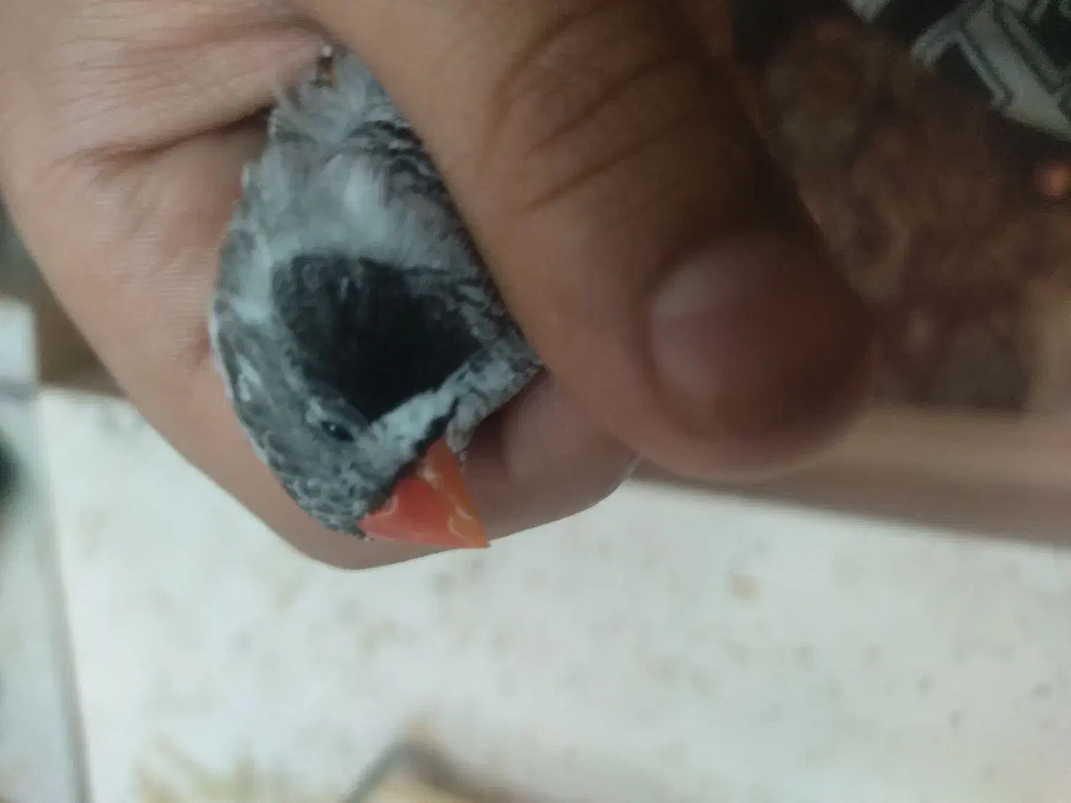 بازی گوش|پرنده|قم, هفت تیر|دیوار