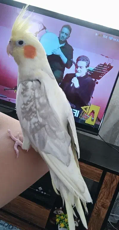 آماده سخنگو|پرنده|برخوار, |دیوار