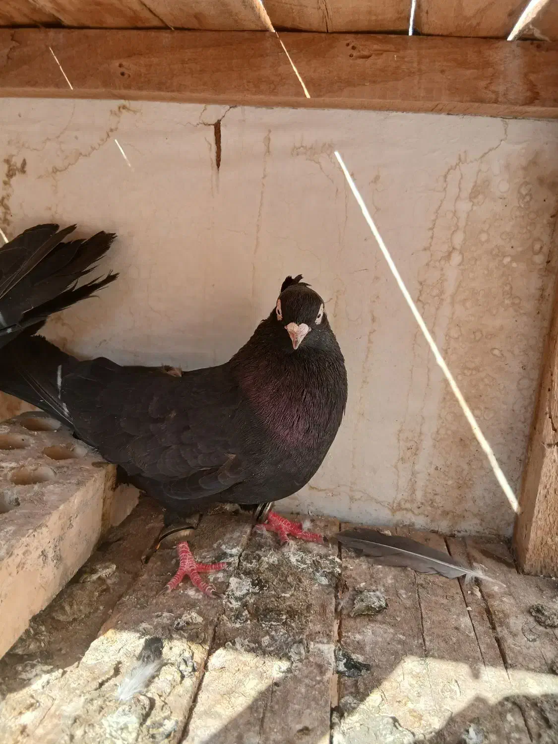 یه جفت زاغ|پرنده|مسجد سلیمان, |دیوار