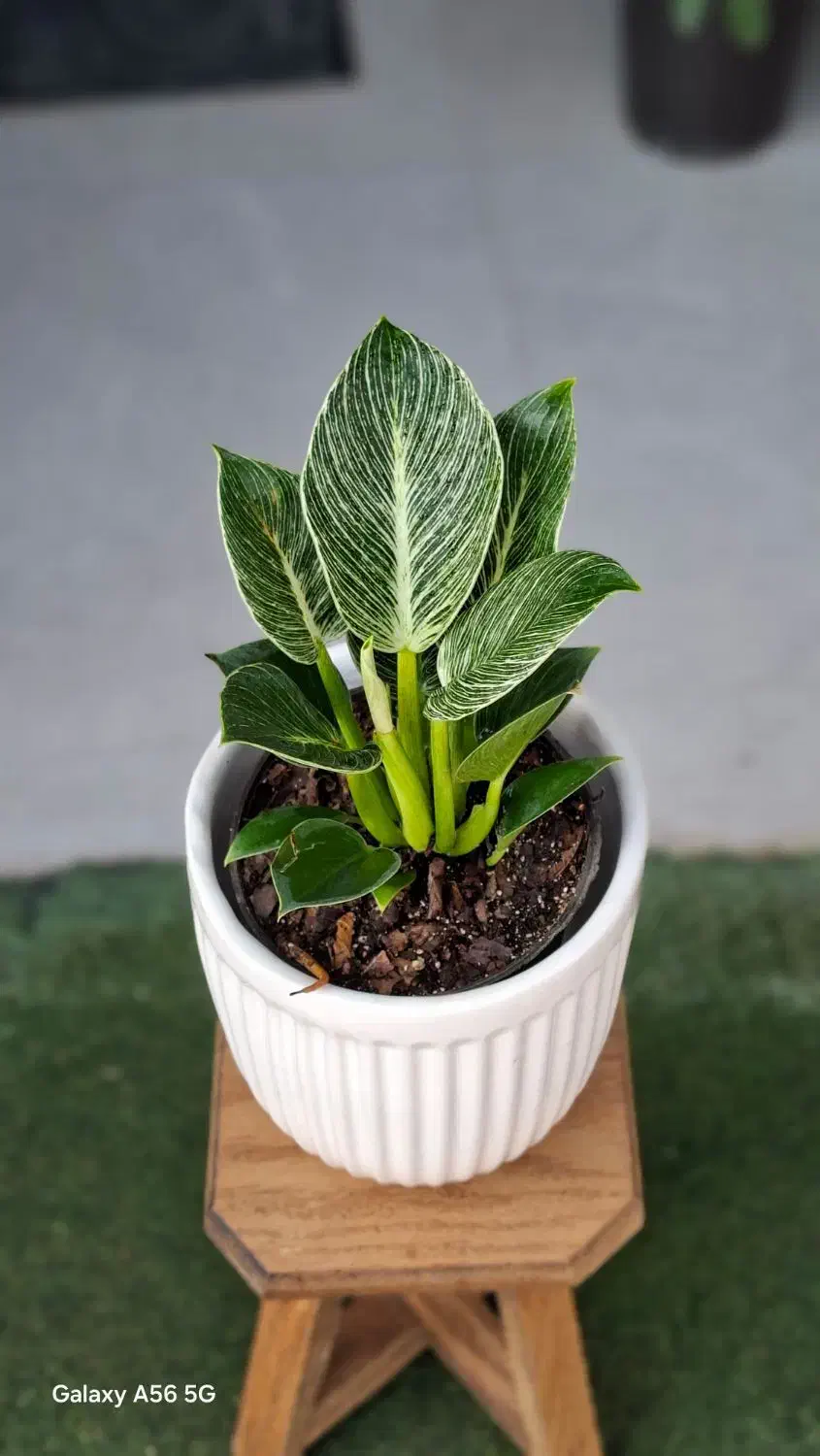 کامیس|گل و گیاه طبیعی|تربت‌حیدریه, بی بی حسنیه|دیوار