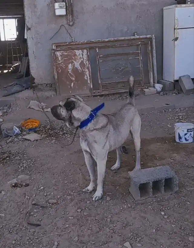 پژدر 2 ساله|سگ|سبزوار, هویزه|دیوار