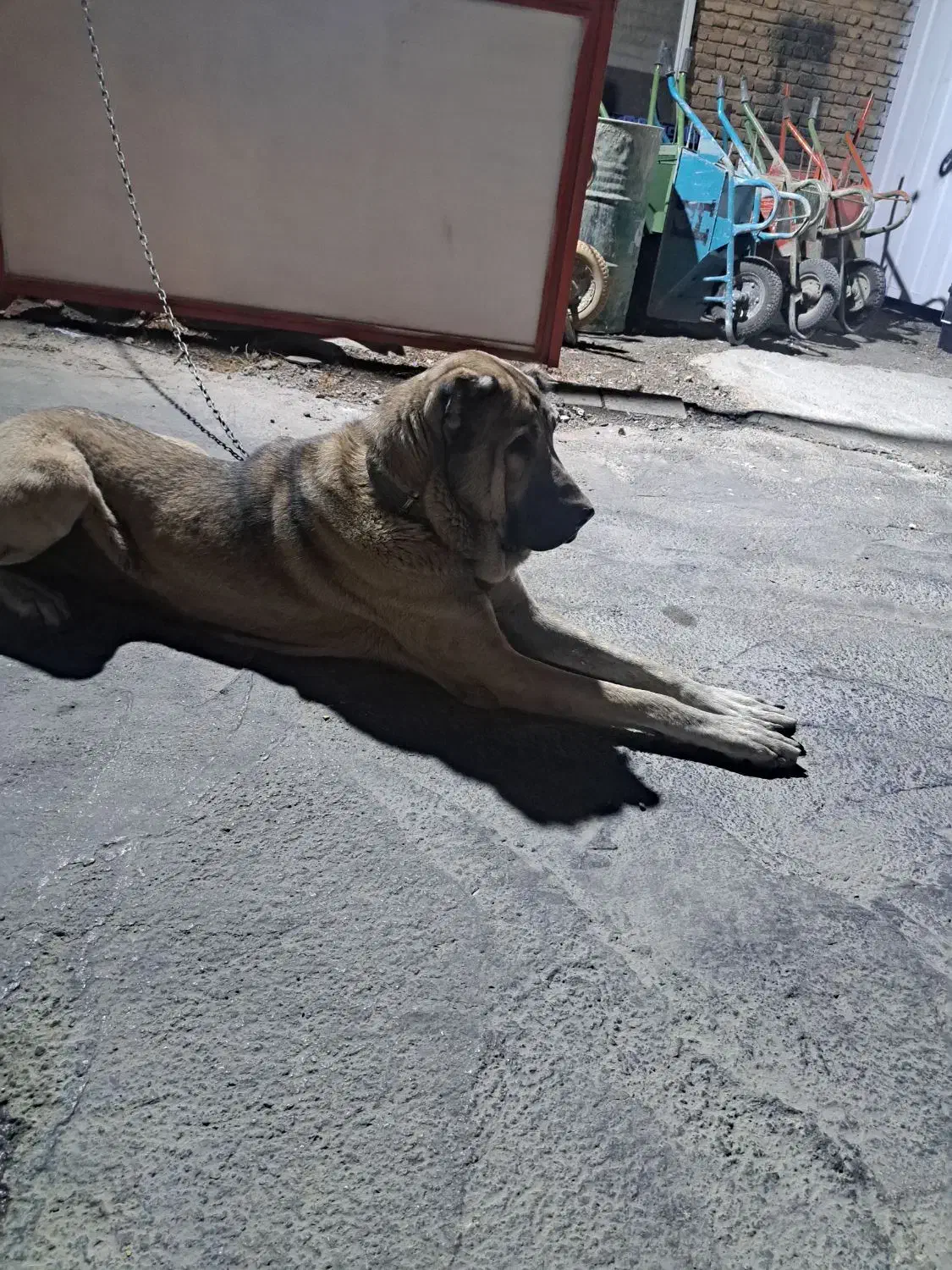 سگ عراقی نر ۲ساله|سگ|شبستر, |دیوار