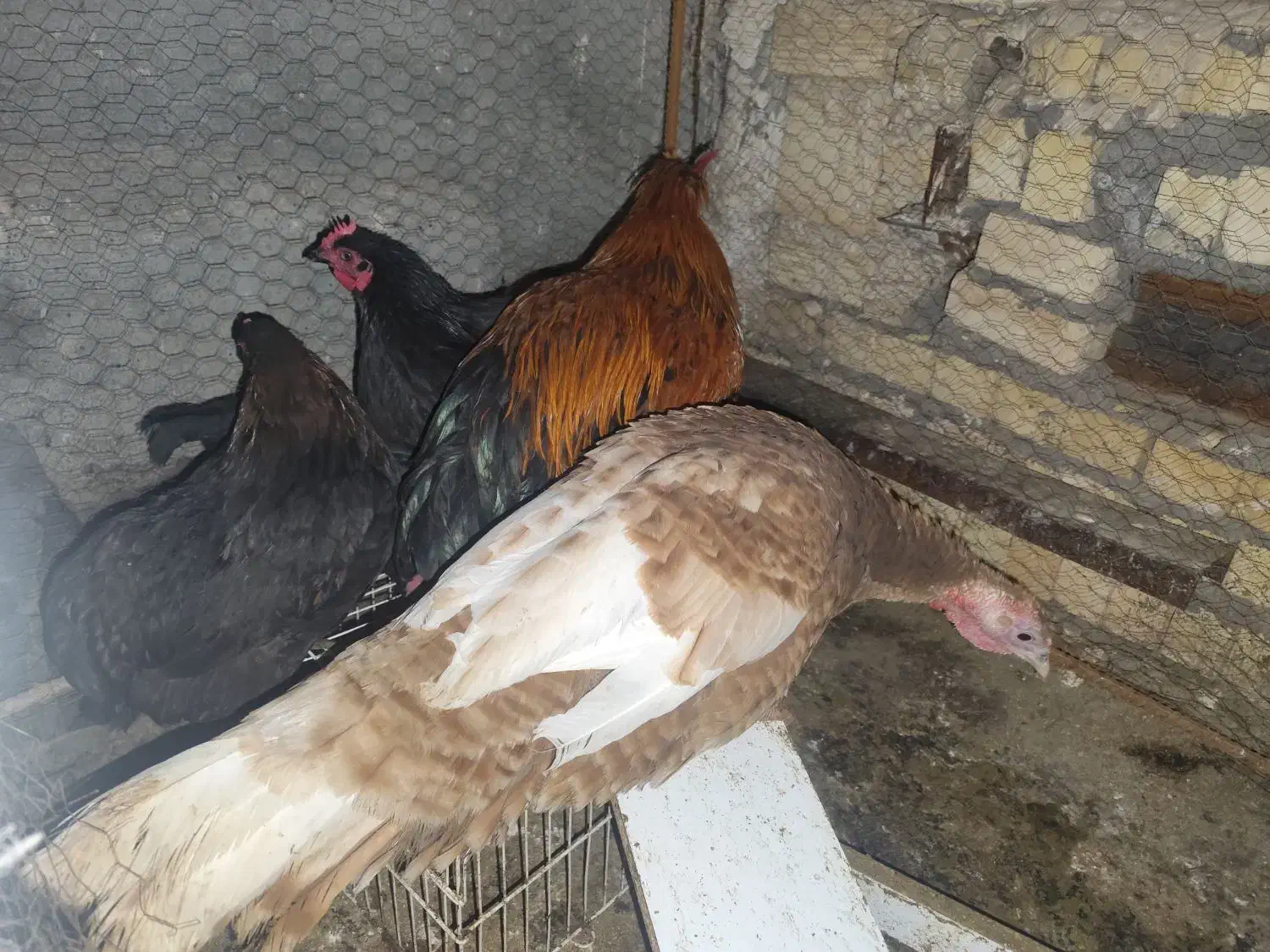 مرغ خروس سیاه بوقلمون نر|حیوانات مزرعه|مشهد, خواجه ربیع|دیوار