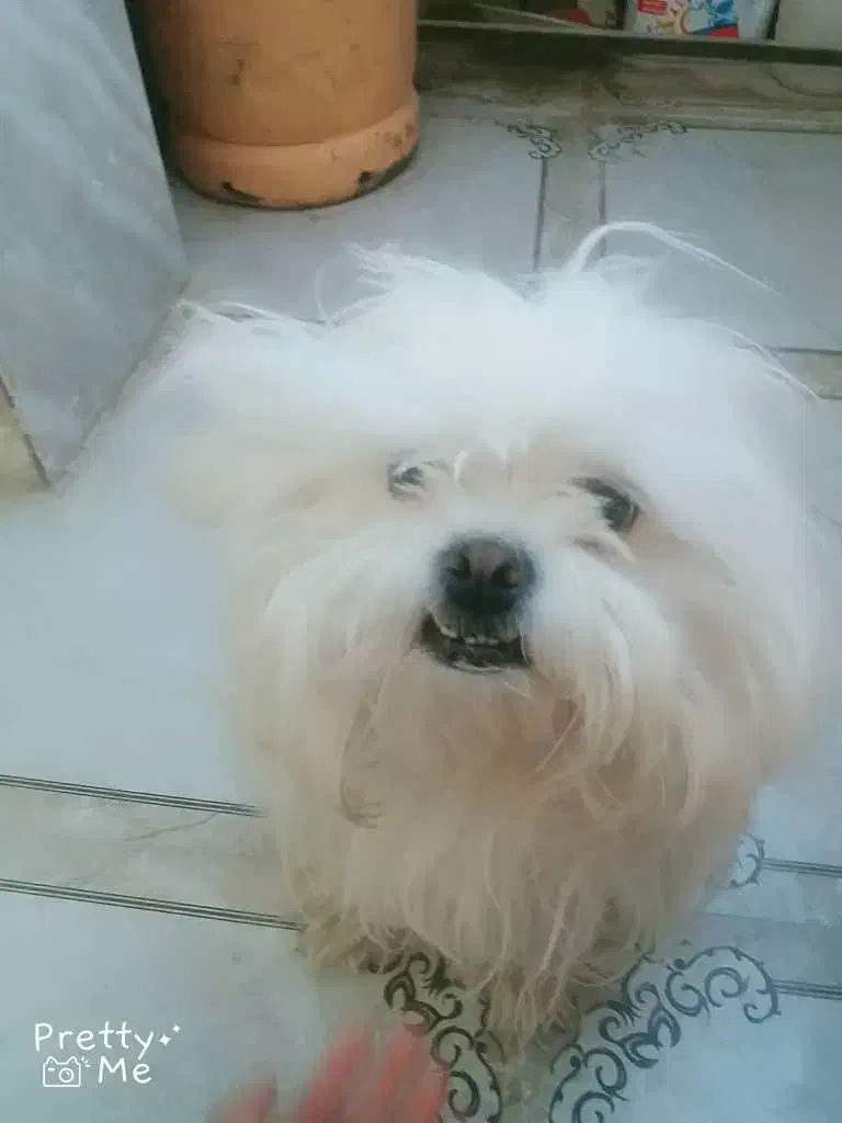 سگ پاکوتاه نژاد چینی سوپر فلت|سگ|سراوان, |دیوار