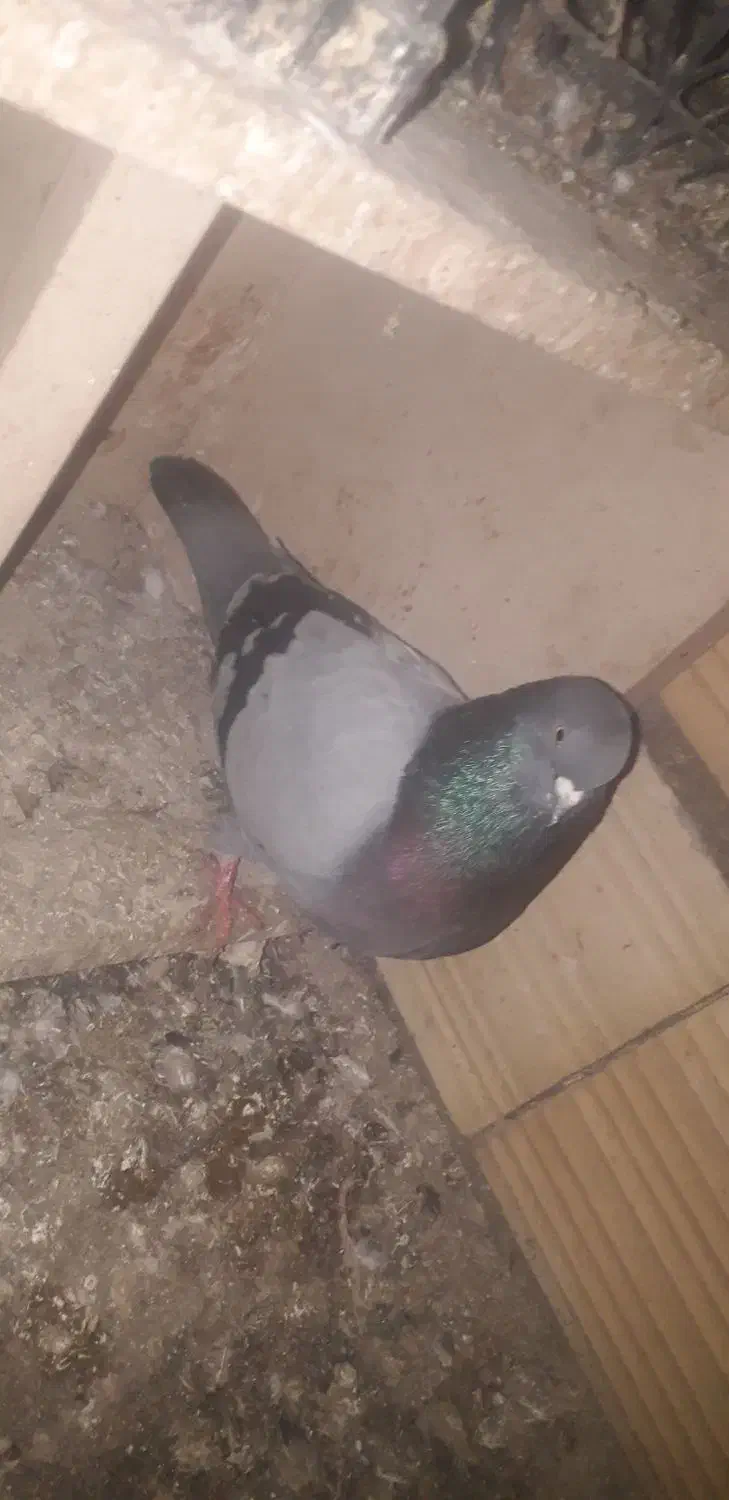 تک پر ساعتی|پرنده|نگین شهر, |دیوار