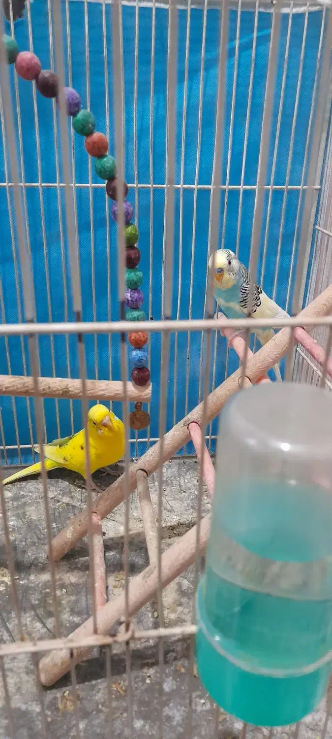 یک جفت مرغ عشق بسیار زیبا|پرنده|مشهد, نیزه|دیوار