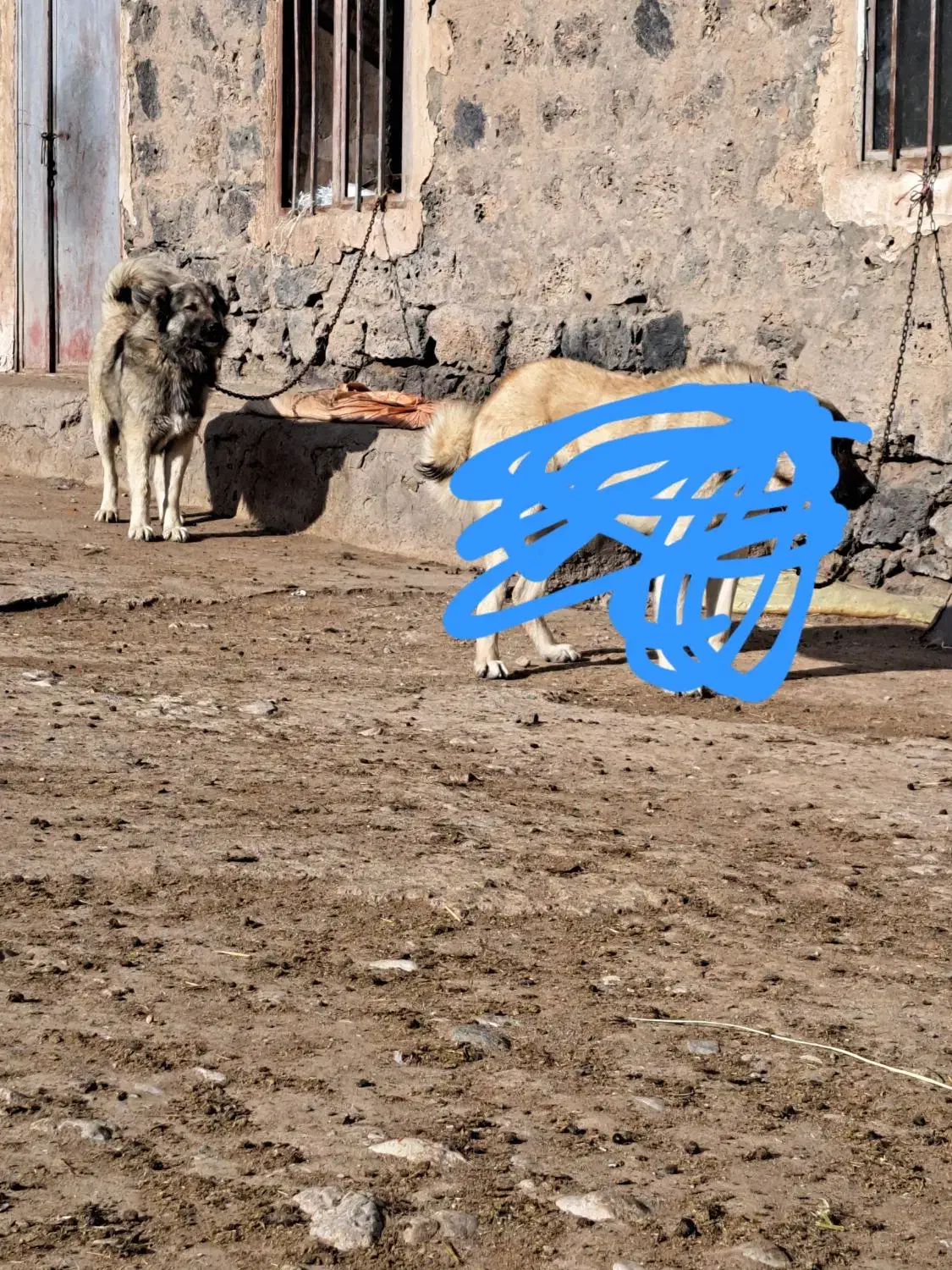 دزدیده شدن|حیوانات|ماکو, |دیوار