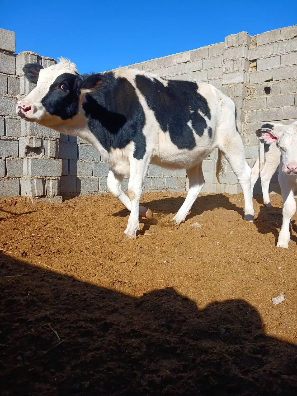 گاو گوساله|حیوانات مزرعه|اسفراین, |دیوار