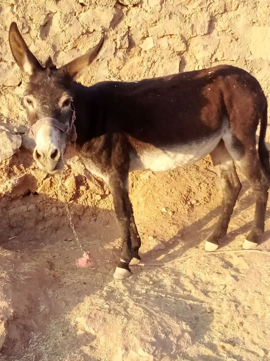 خر ماده|حیوانات مزرعه|الشتر, |دیوار