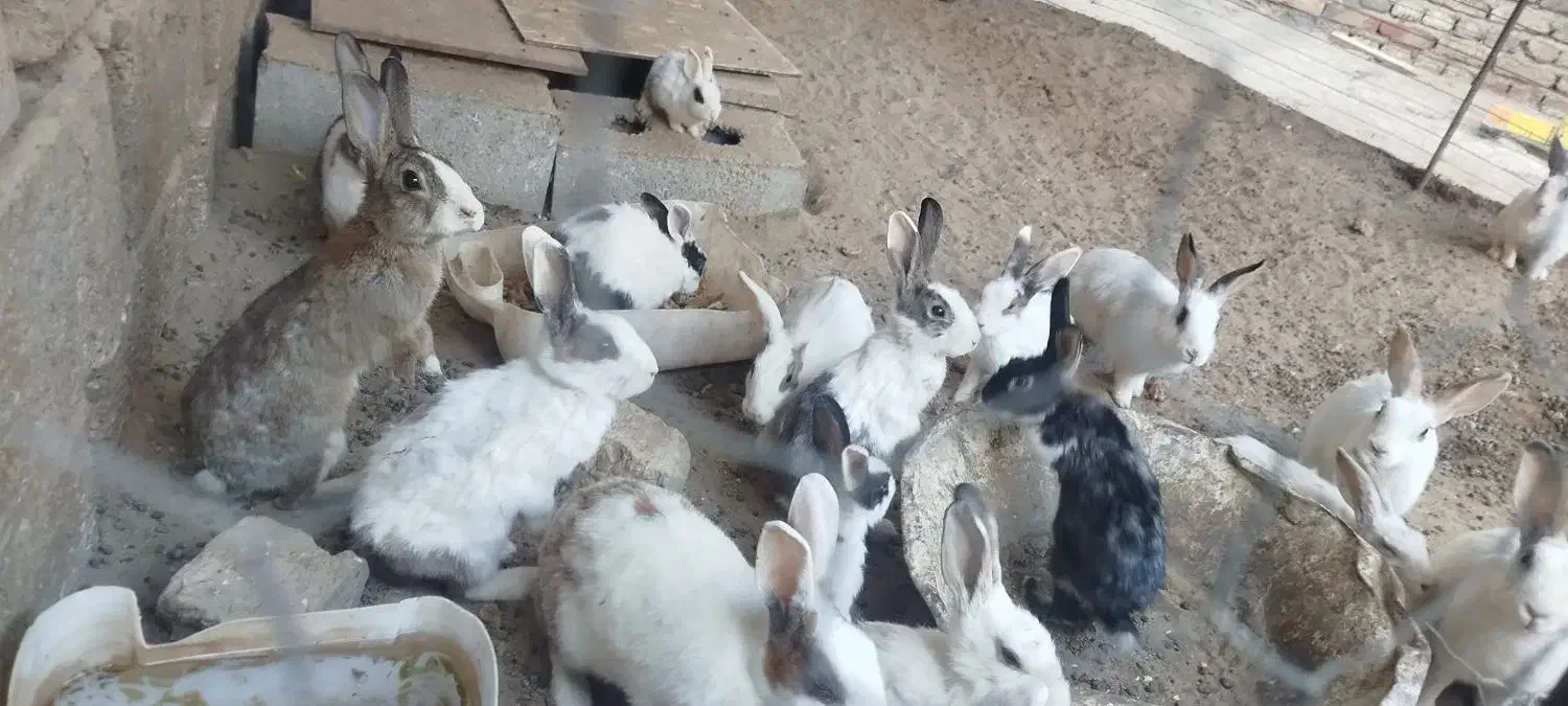 خرگوش مولد|موش و خرگوش|زاهدان, |دیوار