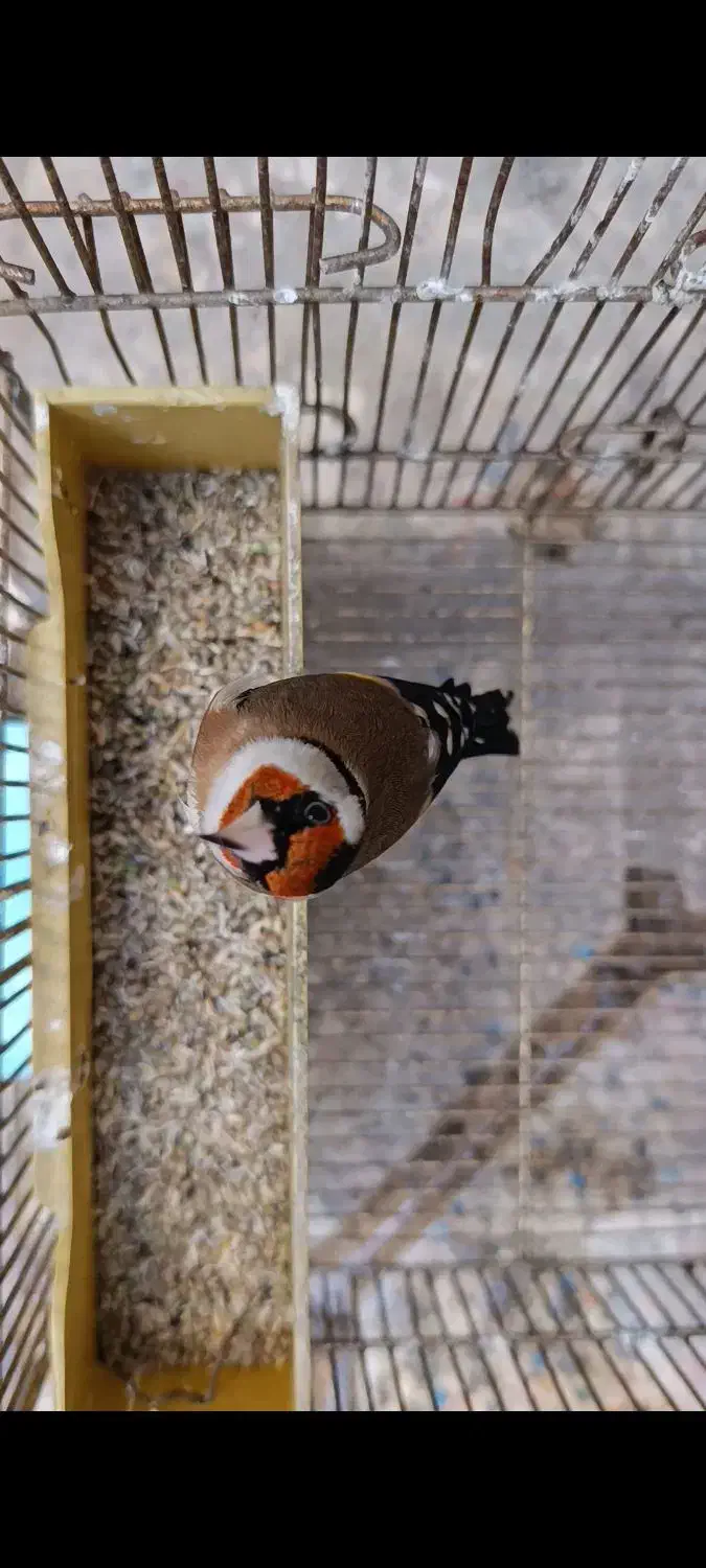 سهره پس کله سفید|پرنده|تهران, مینای شمالی (مخبر)|دیوار