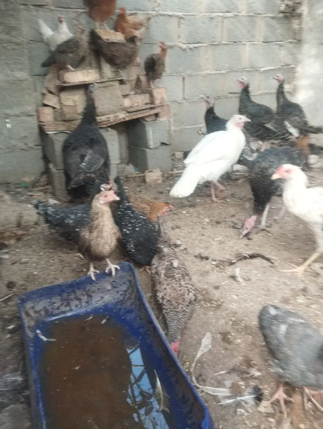 مرغ وبوقلمو|حیوانات مزرعه|ایرانشهر, |دیوار