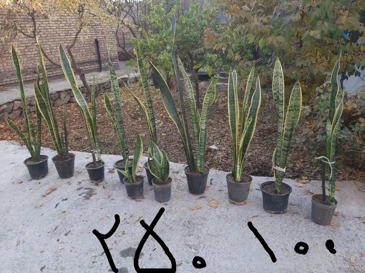 گلهای طبیعی زیبا|گل و گیاه طبیعی|مرند, |دیوار