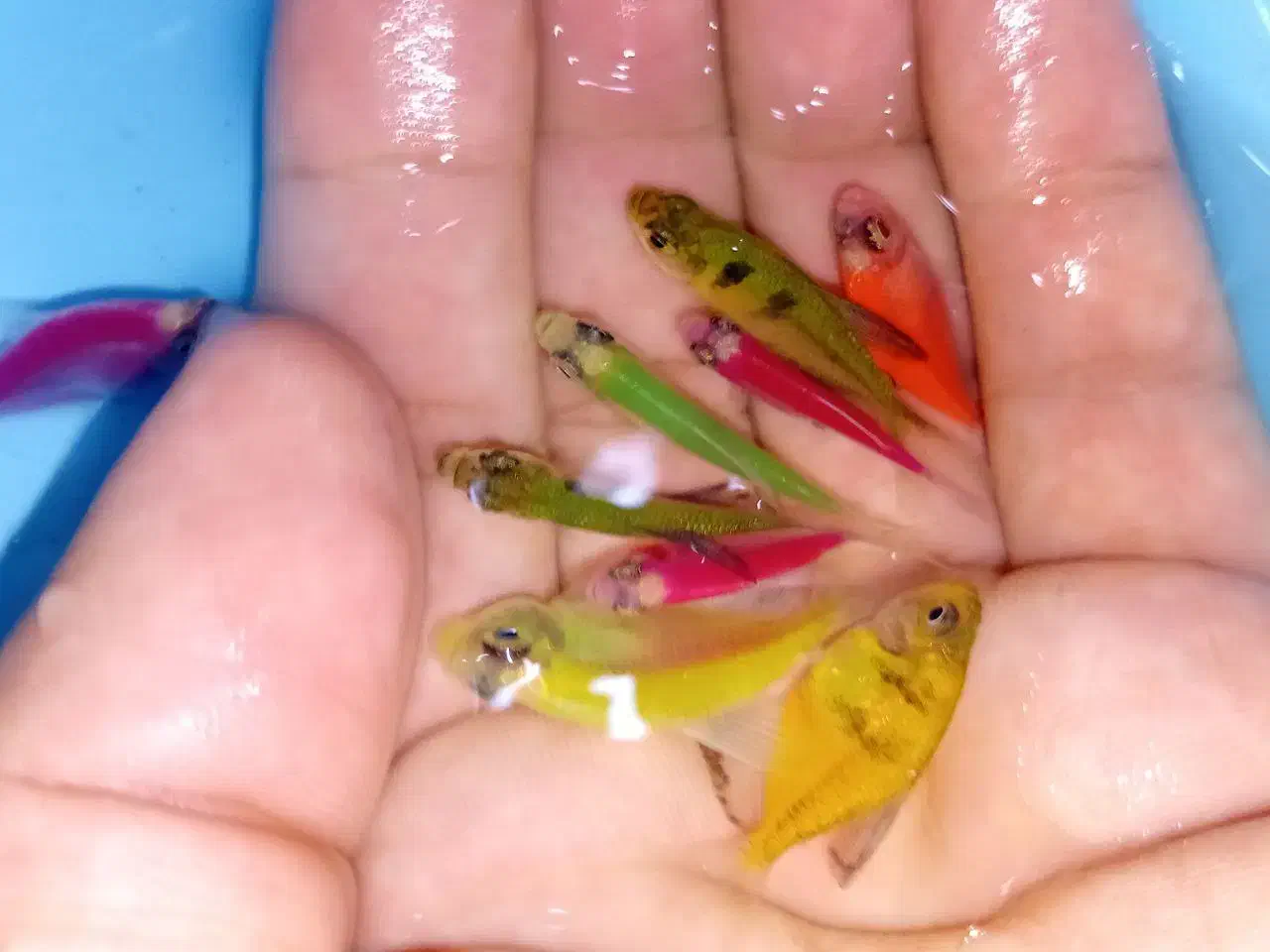 فروش ماهی کالر همه رنگ|ماهی|مشهد, گوهرشاد|دیوار