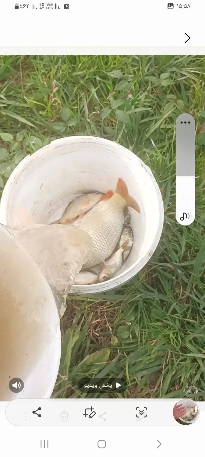 فروش بچه ماهی|عمدهفروشی|شفت, |دیوار