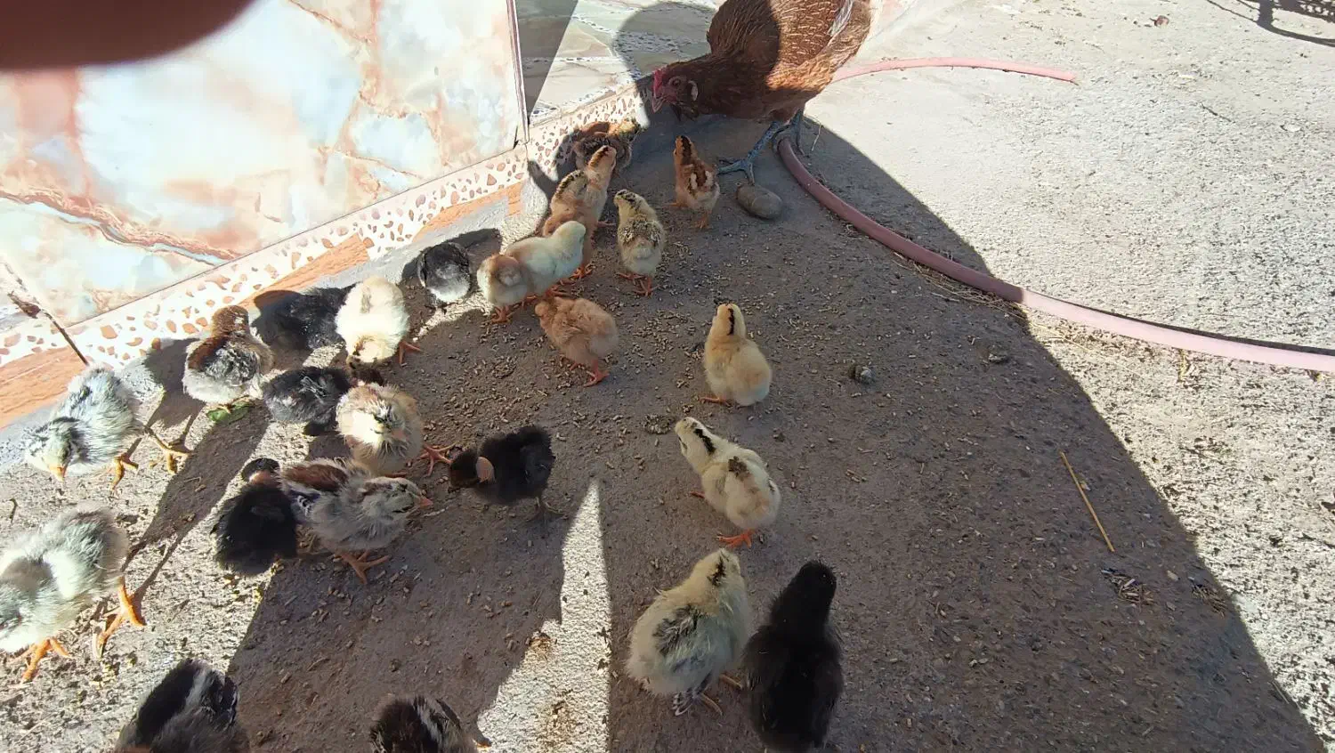 جوجه محلی سه روزه|حیوانات مزرعه|خمک, |دیوار