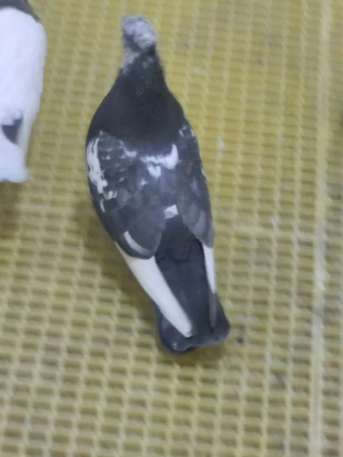 کبوتر کشتنی(قابل معاوضه)|پرنده|بهبهان, |دیوار