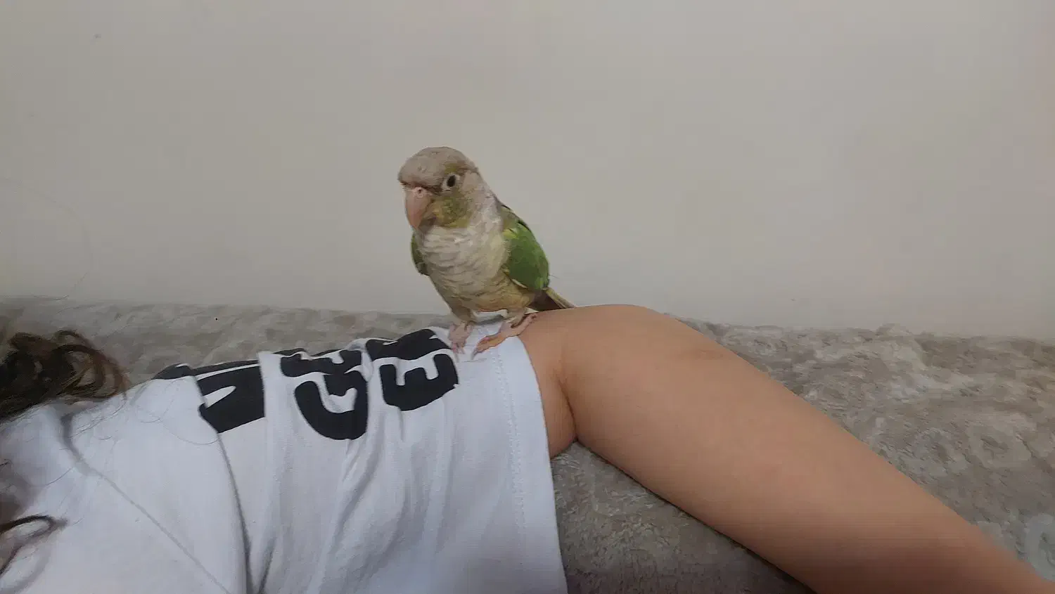 فروش پرنده زینتی|پرنده|تهران, فدک|دیوار