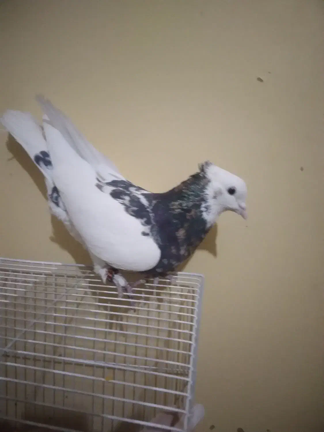 کفتر طوقی|پرنده|تربتحیدریه, اندیشه|دیوار