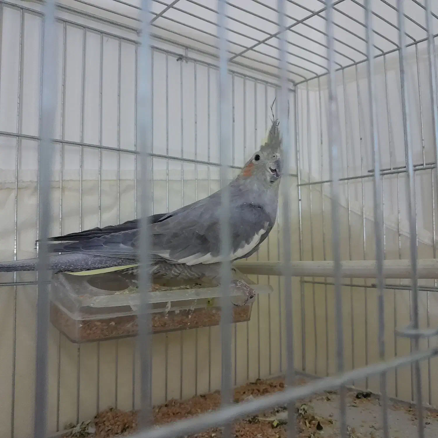 یک عدد عروس هلندی نر|پرنده|سراب, |دیوار