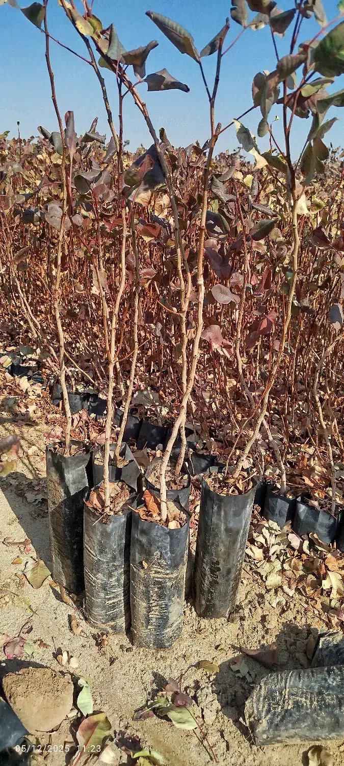 فروش نهال پسته بادامی زرندی ابرکوه|خدمات باغبانی و درختکاری|ابرکوه, |دیوار