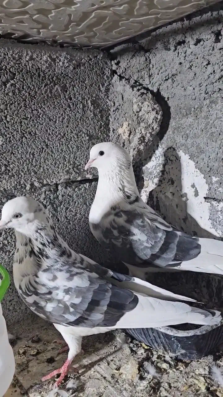 کبوتر|پرنده|تخت, |دیوار