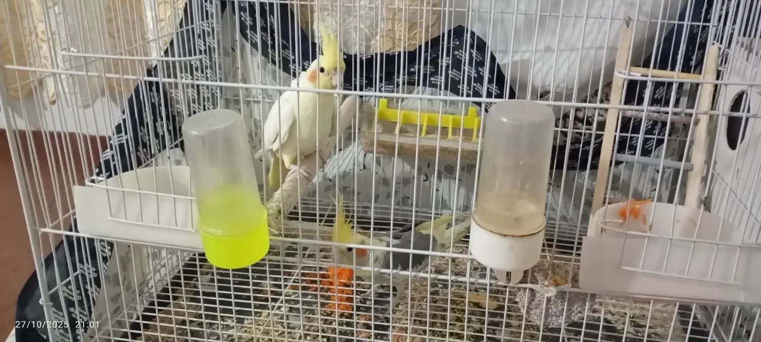 یک جفت عروس هلندی مولد زیبا زرد|پرنده|اسحاق آباد, |دیوار